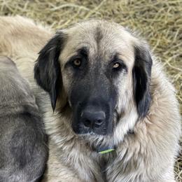 Mary Ann - Anatolian Shepherd Dog