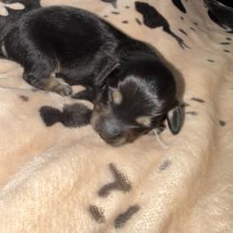 Dachshund Puppies from Crowder Doxies