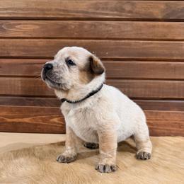 Black Collar - Red speckled male Australian Cattle Dog puppy in Nevada, Missouri from Back Road Dog Company, LLC