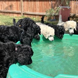 Poodle Puppies from Tyler Family Poodles