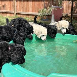 Poodle Puppies from Tyler Family Poodles