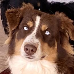 Veyron (vay roan) - Australian Shepherd