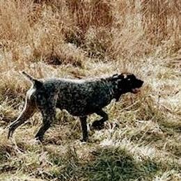 Annie - German Shorthaired Pointer