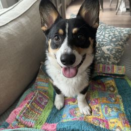 Harri - Pembroke Welsh Corgi