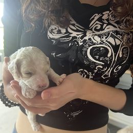 Cockapoo Puppies from Brevard County Cockapoos