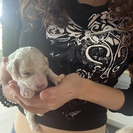 Cockapoo Puppies from Brevard County Cockapoos