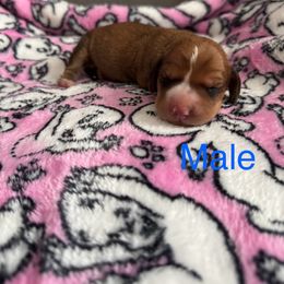 Dachshund puppies from Weenie Hut Jrs