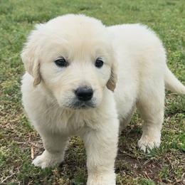 Milo - Light golden male Golden Retriever puppy in Marshfield, Missouri from Charm Puppies