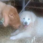 Border Collies and Maremma Sheepdogs from Hope's Farm