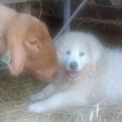 Border Collies and Maremma Sheepdogs from Hope's Farm