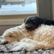 Barbado da Terceiras from Bearded Smile Kennel