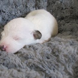 Jack Russell Terrier Puppies from Shell's Terriers