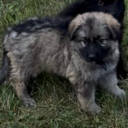 Girl 4 - Sable female German Shepherd puppy in Valley Springs, South Dakota from Von Pasch German Shepherds