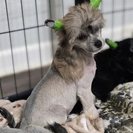 Slate hairy hairless female - Slate female Chinese Crested puppy in Sweet Home, Oregon from Rhapsody Poodles & Cresteds