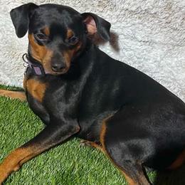 Kai - Miniature Pinscher