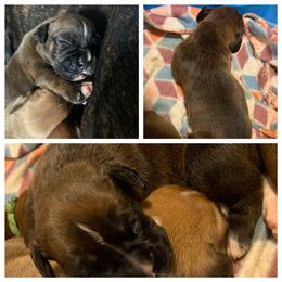 Boxer and Poodle Puppies from Porter’s Puppies