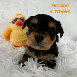 Horace - Black and tan male Yorkshire Terrier puppy in Ashland, Kentucky from Yorkie Paw