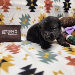 Light purple collar - Sable female German Shepherd puppy in Ramsey, Illinois from Haus-Farr German Shepherds