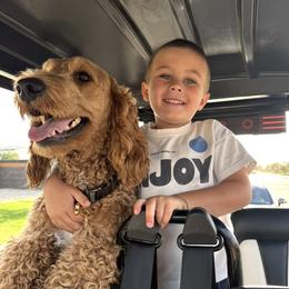 Stitch - Goldendoodle