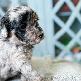 River - Goldendoodle puppy from Doodle Acres