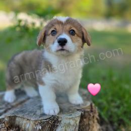 N1 - Red female Pembroke Welsh Corgi puppy in Jacksonville, Texas from ArmnalegRanch LLC