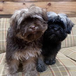 Havanese from Happy Go Lucky Havanese