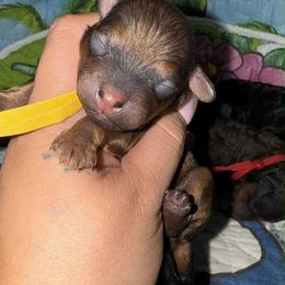 Hufflepuff (Mr. Diggory) - Phantom male Poodle puppy in Maricopa County, Arizona from Romano Juarez Puppies