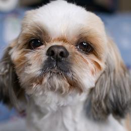 Shih Tzu puppies from Nana's Happy Pups