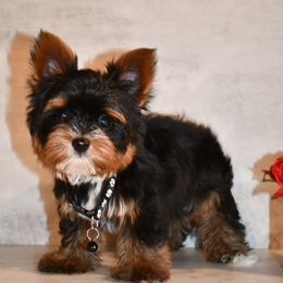 Tank - Parti Yorkshire Terrier puppy in Maple Heights, Ohio from Yorkiesllc
