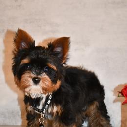 Tank - Parti Yorkshire Terrier puppy in Maple Heights, Ohio from Yorkiesllc
