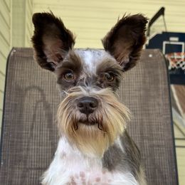 Jovie - Miniature Schnauzer