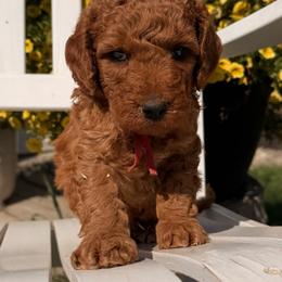 Wilder - Red male Double Doodle puppy in Deer Park, Washington from Doodle Paw Ranch