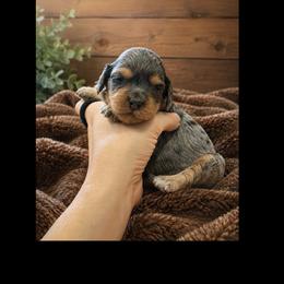 Primrose (Miley) - Merle female Cavapoo puppy in Battle Lake, Minnesota from Panda Puppies
