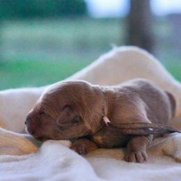 Willow (Pink) - Dark golden female Golden Retriever puppy in Lodi, California from R3 Sport Dogs (Rafter 3 Ranch)