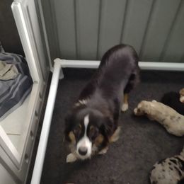 Abby - Miniature Australian Shepherd