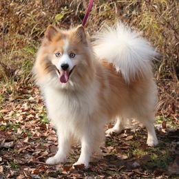 Mishka - Pomsky