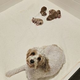 Goldendoodle puppies from Serene Canyon Doodles