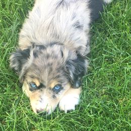 Miniature Australian Shepherds and Poodles from Triple J Aussies SD