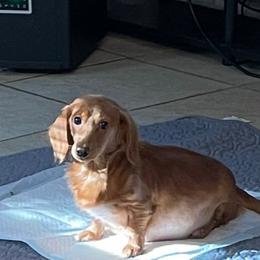 Honey - Dachshund