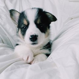 American Corgi and Pembroke Welsh Corgi Puppies from San Diego Corgi Haven