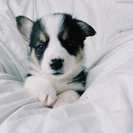 American Corgi and Pembroke Welsh Corgi Puppies from San Diego Corgi Haven