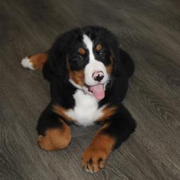 Victory - Black rust and white Bernese Mountain Dog puppy in Karlstad, Minnesota from Tami’s Heavenly Bernese