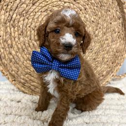 Aladdin - Red  male Goldendoodle puppy in Calico Rock, Arkansas from Cottrell’s Poodles & Doodles