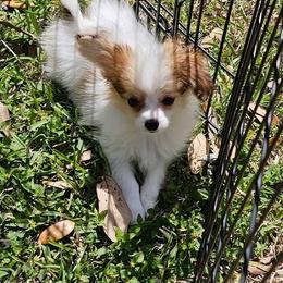 Honey - Red white and sable female Papillon puppy in Webster, Texas from Fairytail Papillon's & Phalene's