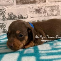 Chocolate and Tan Male Smooth Blue Collar - Chocolate and tan male Dachshund puppy in Cleveland, Tennessee from Kelly's Doxie Farm