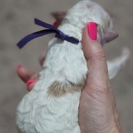 Purple Collar Girl Parti - Parti female Goldendoodle puppy in Vernon, Texas from Sugarland's Texas Goldendoodles