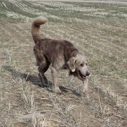 Flint - Weimaraner