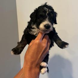 Orion - Tri-color male Bernedoodle puppy in Payson, Utah from Country Sky Doodles
