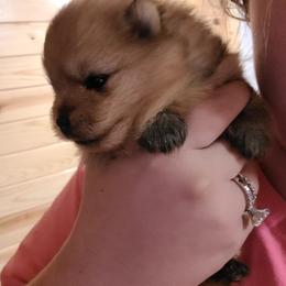 Pomeranian Puppies from Gypsy Poms