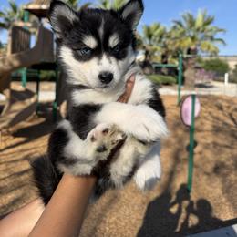 Toast - Black and white female Siberian Husky puppy in Perris, California from Orange Family Huskies